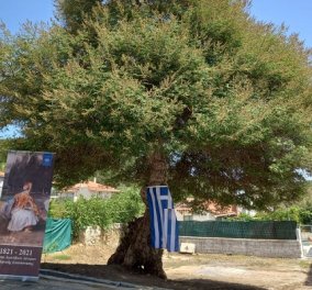 Good news: Κληρονομιά της UNESCO το Δίκτυο Αιωνόβιων Δέντρων Ελληνικής Επανάστασης - Η υποψηφιότητα & οι φωτό των υπέροχων δέντρων 