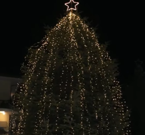 Στα 16 μέτρα φέτος το έλατο του Ταξιάρχη στην Χαλκιδική -  Τι θα γίνει φέτος με τις τιμές των χριστουγεννιάτικων δέντρων; 