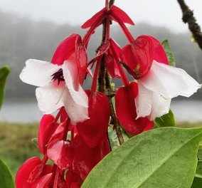 Tagimoucia: ένα από τα πιο σπάνια λουλούδια στον κόσμο! - Φύεται μόνο στο Ταβεούνι, το τρίτο μεγαλύτερο νησί των Φίτζι