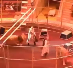 Σοκ σε τσίρκο στη Ρωσία: Λιοντάρι ορμάει και δαγκώνει τον θηριοδαμαστή την ώρα της παράστασης– Δείτε το βίντεο