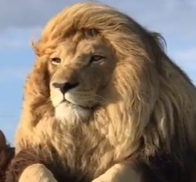 Λιοντάρι στην Κένυα έγινε viral: Είναι σα να βγήκε από το κομμωτήριο – Ποζάρει μπροστά στους επισκέπτες, δείτε το βίντεο