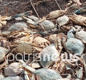 Mαζικός θάνατος χιλιάδων καβουριών στην Ηλεία - Τεράστια οικολογική καταστροφή στη λιμνοθάλασσα Κοτυχίου
