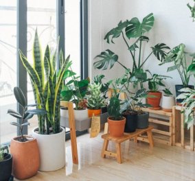 Ο Σπύρος Σούλης προτείνει: 6 Φυτά που θα καθαρίσουν τον αέρα του σπιτιού σας αυτή την Άνοιξη