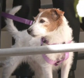 Τραγωδία στα Τέμπη: Το σκυλί του Βάιου και της Δάφνης τους αναζητούσε στα συντρίμμια