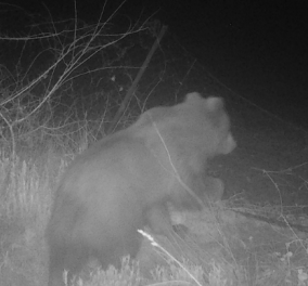 Αρκούδα έκλεψε 40 κιλά μέλι: Επέστρεψαν τα ''κορίτσια'' στο όρος Πάικο - κατέστρεψαν 20 μελίσσια (φωτό)