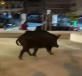 Viral βίντεο από τη Θεσσαλονίκη: Καλώς το αγριογούρουνο που κάνει βόλτες στα πάρκα - Αμέριμνο κι ωραίο!