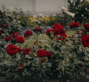Σπύρος Σούλης: Έξυπνο Τρικ που θα γεμίσει τη βεράντα σας με.. τριαντάφυλλα