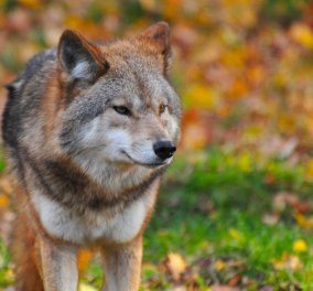 Σέρρες: Λύκος κυκλοφορεί ελεύθερος & κόβει βόλτες δίπλα σε νηπιαγωγείο - Δείτε βίντεο