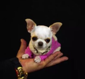 Γνωρίστε την Περλ, το μικρότερο σκύλο στον κόσμο -  Δείτε βίντεο