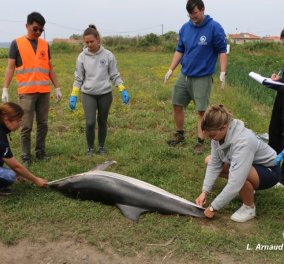 Σάμος: Το κύμα ξέβρασε νεκρό δελφίνι σε παραλία - Η ουρά του ήταν ακρωτηριασμένη (φωτό)