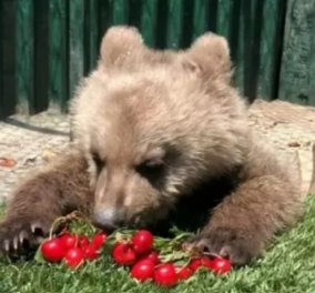 Ο Θωμάς, το ορφανό αρκουδάκι του Αρκτούρο επέστρεψε στη φύση - Δείτε τη στιγμή που αφέθηκε ελεύθερος (βίντεο)