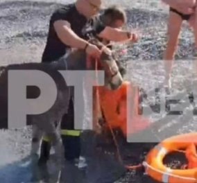 Κάρπαθος: Διέσωσαν τα γαϊδουράκια φορώντας τους σωσίβιο - Τα τράβηξαν με σκάφος από την απόκρημνη παραλία (βίντεο)