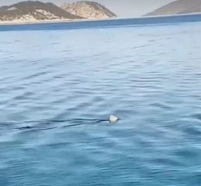 Καρχαρίας στην Ελλάδα! Δείτε το κήτος να εμφανίζεται στα νερά του Κορινθιακού κόλπου