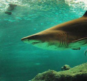Σέριφος: Καρχαρίας 3 μέτρων δίπλα σε φουσκωτό - Πόσο επικίνδυνος είναι ο "γλαυκοκαρχαρίας" (βίντεο)