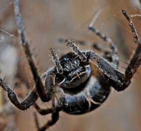 H «μαύρη χήρα» στα Τρίκαλα: Έκτακτη ενημέρωση από την περιφέρεια για την επικίνδυνη αράχνη - Ποιες συμβουλές δίνουν οι ειδικοί