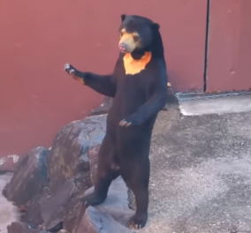 Δείτε τις αρκούδες που μοιάζουν με μεταμφιεσμένους ανθρώπους - ζουν σε ζωολογικό κήπο & οι επισκέπτες τρίβουν τα μάτια τους (βίντεο)