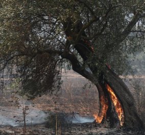 Φωτιά στον Έβρο: Μάχη με τις φλόγες για 12η μέρα - Οικολογική και οικονομική καταστροφή - Η μεγαλύτερη πυρκαγιά της ΕΕ