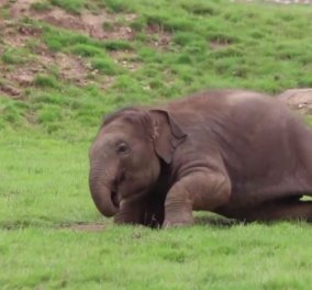 Βίντεο για χαλαρή βραδιά: Ένα ελεφαντάκι παίζει όλη μέρα στον ζωολογικό κήπο - Τούμπες, βαρελάκια, τρυφερότητες με μαμά ελεφαντίνα