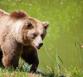 Επίθεση αρκούδας σε βοσκό στο Βελούχι - Τραυματίστηκε στο πρόσωπο, μεταφέρθηκε στο νοσοκομείο 