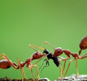 "Καμπανάκι" στην Ευρώπη για το κόκκινο μυρμήγκι της φωτιάς: Ο λόγος για τον οποίο ανησυχούν οι επιστήμονες