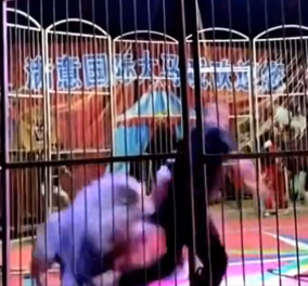 Σοκαριστικό βίντεο: Λιοντάρι επιτέθηκε και δαγκώνει τον θηριοδαμαστή του – Ουρλιάζουν οι θεατές, πανδαιμόνιο στο τσίρκο, δείτε