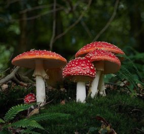 Φωτογράφισε 140 είδη μανιταριών: Η γοητεία της φύσης & των fungi - Υπερθέαμα σε όλο τους το μεγαλείο