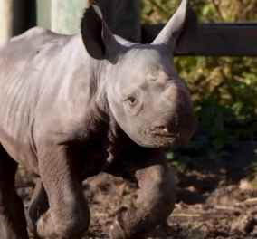 Δείτε το video: Η γέννηση ενός σπάνιου μαύρου ρινόκερου προκαλεί συγκίνηση
