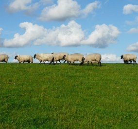 Τραγελαφικό επεισόδιο στο Αιτωλικό: Δύο παπάδες διαπληκτίστηκαν άγρια - Τα πρόβατα του ενός μπήκαν στο χωράφι του άλλου