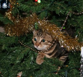Πονηρή γατούλα κρύβεται στο Χριστουγεννιάτικο δέντρο και «φερμάρει» πουλί - έκανε το δέντρο παρατηρητήριό της! (βίντεο)