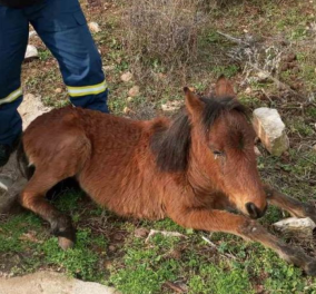 Ξάνθη: Δείτε φωτογραφίες από τη διάσωση μικρού αλόγου - Συγκινούν οι προσπάθειες των πυροσβεστών 