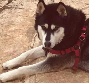 Τελικό πόρισμα για τον Όλιβερ στην Αράχωβα: Το χάσκι κακοποιήθηκε από άλλα ζώα & όχι από κάποιον άνθρωπο