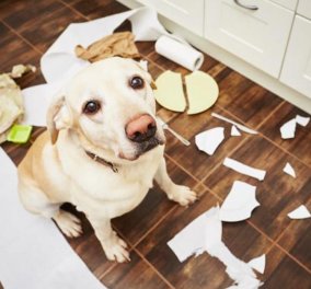 Άγχος, πόνο ή βαρεμάρα έχει το σκυλάκι σας και καταστρέφει πράγματα; Δείτε την αιτία και βελτιώστε εύκολα αυτήν τη συμπεριφορά!