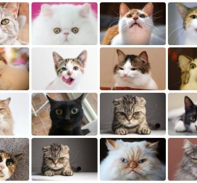 Μελέτη μέτρησε στις γάτες 276 διαφορετικές εκφράσεις προσώπου ! Τι να θέλουν άραγε να μας πουν με κάθε μία από αυτές; - Κυρίως Φωτογραφία - Gallery - Video