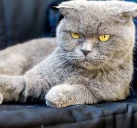 9 tips για να ζητήσετε συγγνώμη από τη μουτρωμένη & θυμωμένη γατούλα σας - Δεν είναι τόσο αδιάφορες & αναίσθητες τελικά ! - Κυρίως Φωτογραφία - Gallery - Video