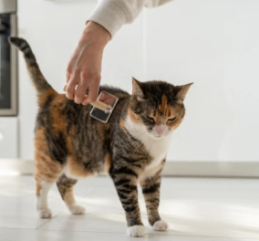 Φροντίδα τριχώματος γάτας: Όσα πρέπει να γνωρίζετε - Είναι πρόληψη για μελλοντικούς κινδύνους - Κυρίως Φωτογραφία - Gallery - Video