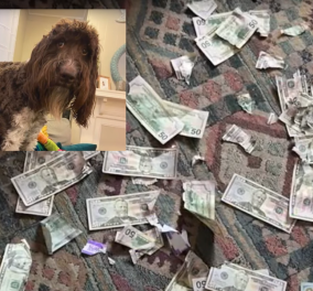 Η χαριτωμένη Σέσιλ καταβρόχθισε 4.000 δολάρια, in cash - Έψαχναν τα χαρτονομίσματα στα κόπρανα (βίντεο)