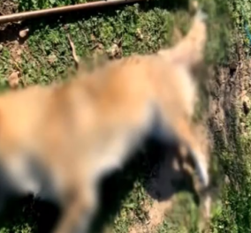 Κτηνωδία στα Μέγαρα: Κακοποίησαν με μεταλλική ράβδο και πυροβόλησαν σκύλο - Το ζώο υπέκυψε από εσωτερική αιμορραγία (βίντεο) - Κυρίως Φωτογραφία - Gallery - Video