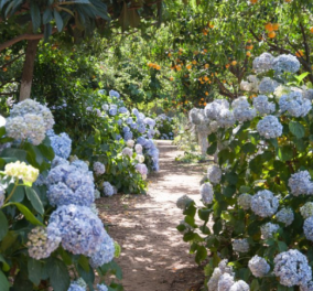 Εδώ θα παντρευτεί ο Στέφανος Κασσελάκης: Ο εξωτικός Βοτανικός Κήπος Χανίων, των αισθήσεων με φρουτόδεντρα, βότανα & μπαχαρικά – Μία «περιπλάνηση» ψυχής (φωτό & βίντεο)