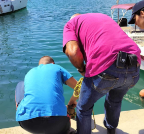 Βόλος: Έντρομοι πολίτες είδαν καρχαριοειδές 3,5 μέτρων να κολυμπά στο λιμάνι - Πως κατάφεραν να το βγάλουν από το νερό (φωτό & βίντεο)