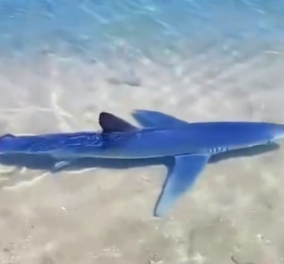 Βίντεο με καρχαρία να κολυμπά στη Γλυφάδα - Έκπληκτοι όσοι περπατούσαν στη μαρίνα και έβλεπαν το θηλαστικό