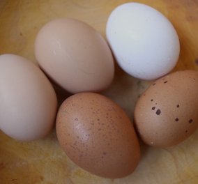 Αυγά άσπρα, αυγά σκούρα: Ποια είναι τα καλύτερα; Ο Νίκος Ορφανός μας λέει‏