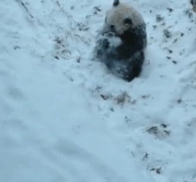 Smile: Οπωσδήποτε δείτε την Bao Bao, το πάντα 16 μηνών που κάνει κουτρουβαλίτσες στο χιόνι με την μαμά του!