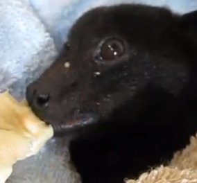  Νυχτερίδα τρώει μπανάνα & ''τρελαίνει'' τα κοντέρ του διαδικτύου! (Βίντεο)