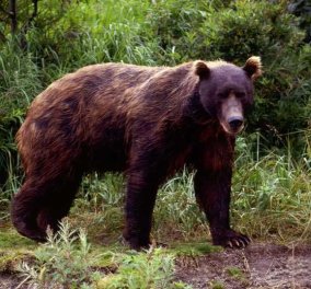 Ρωσία: Αρκούδα επιτέθηκε σε Ρωσίδα και... την έθαψε ζωντανή για το "επόμενο γεύμα"! Σε κρίσιμη κατάσταση η 55χρονη
