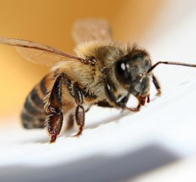 Συγκλονιστικό story: «Πως ένα τσίμπημα μέλισσας έσωσε τη ζωή μου...»