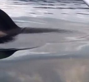 Απίστευτο βίντεο: Φάλαινα περνάει δίπλα από μια μικρή ψαρόβαρκα & κατατρομάζει τους πάντες! 