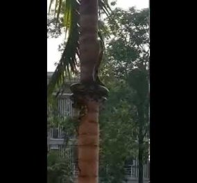 Τεράστιο φίδι ανεβαίνει τα δέντρα της Ταϊλάνδης & προκαλεί ανατριχίλα - Δείτε το βίντεo