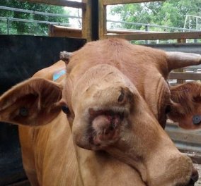 Απίστευτο κι όμως αληθινό! Μια αγελάδα με... 2 κεφάλια πωλήθηκε για 200€ σε δημοπρασία ζώων μέσω Facebook στην Αυστραλία (φωτό)