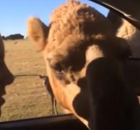 Smile: Καμήλα... λωποδύτης! Πώς το πιο ήρεμο ζώο του κόσμου, ξάφρισε σε χρόνο dt το φαγητό από ένα αυτοκίνητο! (βίντεο)
