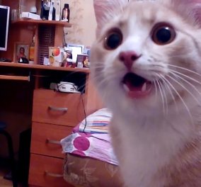 Smile: Δείτε τη γάτα που νομίζει ότι είναι... σκύλος! (Βίντεο)